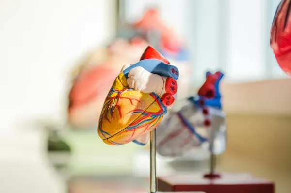 Anatomical heart models on stands in a bright room.