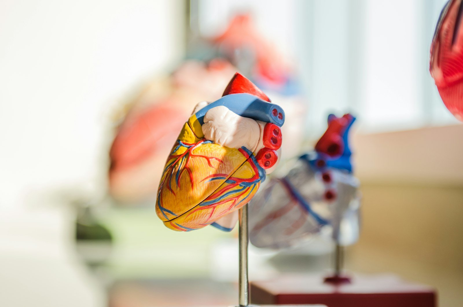 Anatomical heart models on stands in a bright room.